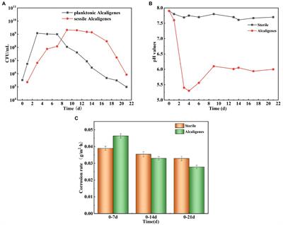 Effect of Alcaligenes sp. on corrosion behavior of X65 steel in simulated offshore oilfield-produced water